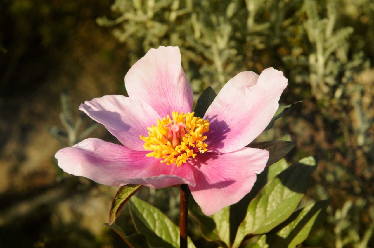 Paeonia cambessedesii (Mediterraneo)